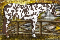 Horse Color:Liver Chestnut Near Leopard 