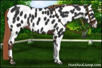 Horse Color:Liver Chestnut Leopard 