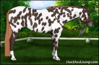 Horse Color:Liver Chestnut Near Leopard 