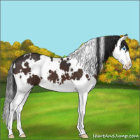 Horse Color:White Spotted Brown Splash 