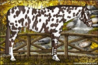 Horse Color:Liver Chestnut Appaloosa 
