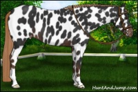 Horse Color:Liver Chestnut Leopard 