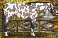 Horse Color:Brown Roan Near Leopard 