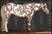 Horse Color:Chestnut Near Leopard Rabicano 