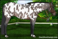 Horse Color:Brown Roan Near Leopard Rabicano 