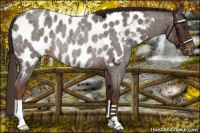 Horse Color:Liver Red Roan Near Leopard Rabicano 