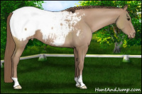 Horse Color:Black Pearl Appaloosa