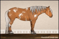 Horse Color:White Spotted Silver Buckskin Sabino 
