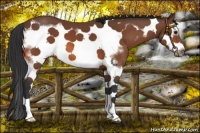 Horse Color:Bay Splash Frame