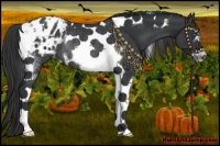 Horse Color:Black Tobiano Frame Blanket Rabicano 