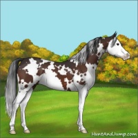 Horse Color:White Spotted Brown Splash 