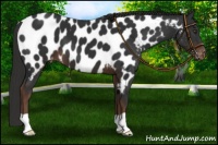 Horse Color:Liver Chestnut Appaloosa 