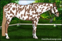 Horse Color:Red Roan Near Leopard 
