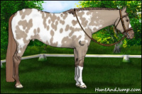 Horse Color:Liver Red Dun Appaloosa 
