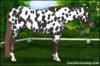 Horse Color:Liver Chestnut Near Leopard 
