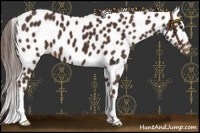 Horse Color:Liver Chestnut Leopard 