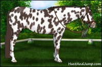 Horse Color:Liver Chestnut Appaloosa