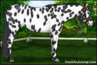 Horse Color:Black Appaloosa