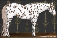 Horse Color:Liver Chestnut Appaloosa 