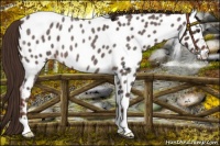 Horse Color:Liver Red Roan Near Leopard 