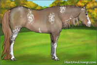 Horse Color:White Spotted Liver Red Dun 
