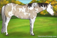 Horse Color:White Spotted Liver Red Dun Splash 