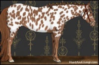 Horse Color:Chestnut Near Leopard 