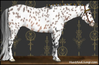 Horse Color:Bay Roan Leopard 