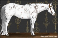 Horse Color:Bay Sabino Near Leopard 