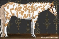 Horse Color:Palomino Leopard 