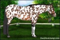 Horse Color:Bay Near Leopard 