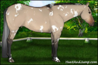Horse Color:White Spotted Bay Dun