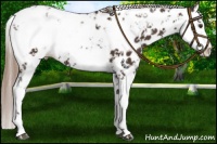 Horse Color:Liver Chestnut Sabino Leopard 