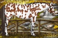 Horse Color:Buckskin Sabino Leopard 
