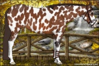 Horse Color:Buckskin Sabino Near Leopard 
