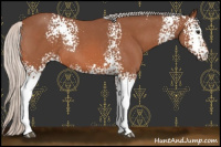Horse Color:White Spotted Silver Bay Roan
