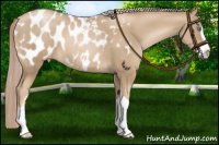 Horse Color:Chocolate Palomino Pearl Sabino Appaloosa 