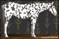 Horse Color:Smoky Black Sabino Near Leopard 
