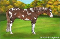 Horse Color:White Spotted Liver Chestnut Splash 