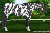 Horse Color:Black Near Leopard 