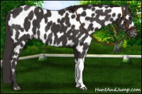 Horse Color:Smoky Black Leopard 
