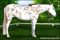 Horse Color:Chestnut Splash Near Leopard 