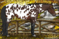 Horse Color:White Spotted Brown Blanket 