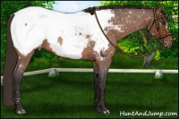 Horse Color:Buckskin Roan Appaloosa 