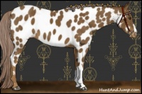 Horse Color:Chocolate Palomino Near Leopard