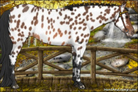Horse Color:Bay Appaloosa Rabicano 