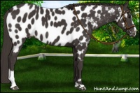 Horse Color:Smoky Black Sabino Near Leopard