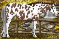 Horse Color:Liver Chestnut Sabino Splash Appaloosa 