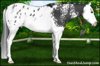 Horse Color:White Spotted Black Sabino Splash Appaloosa 