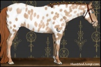 Horse Color:Buckskin Pearl Near Leopard 